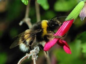Bumblebee on Fuchsia