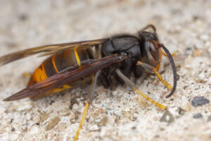 Asian Hornet - Vespa Velutina