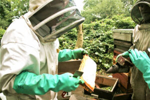Beekeepers Inspecting Hive