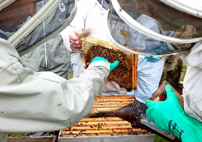 Beekeepers Examining a Hive in Their Apiary