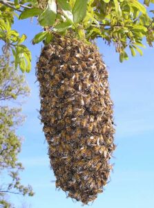 A Swarm of Bees on a Branch