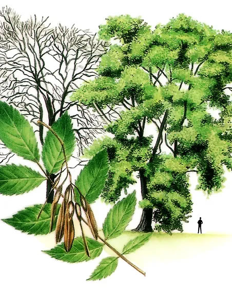 An Illustration of an Ash Tree, Leaves and Seeds