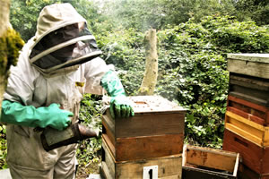 A Beekeeper Smoking the Hive Before Opening it