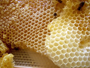 honey comb