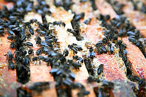 Worker Bees On the Top Bar of Frames