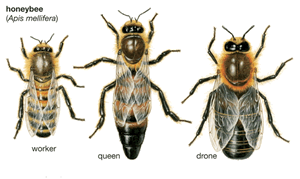 Worker Queen and Drone Compared